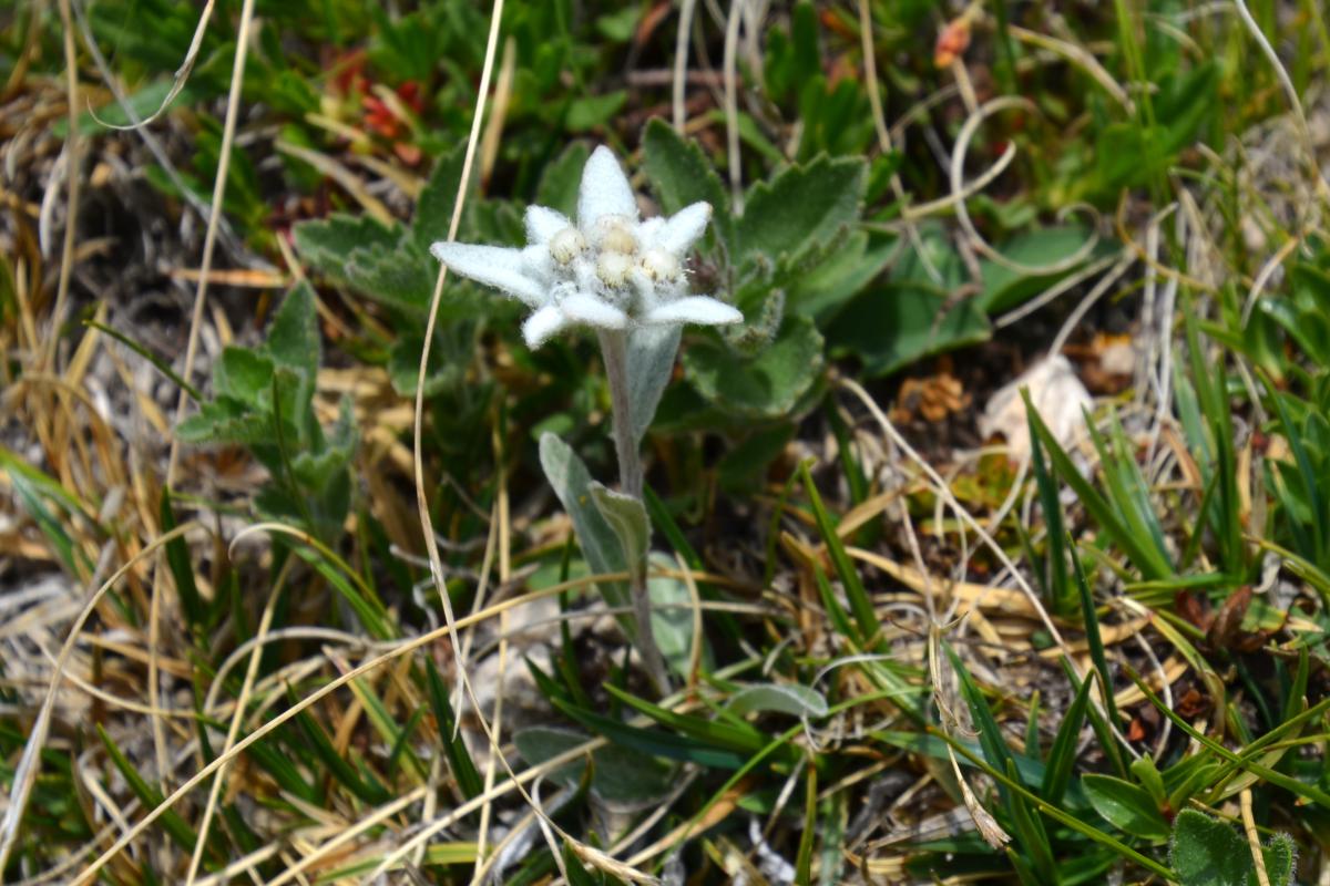 Rosengarten 21.06.2022